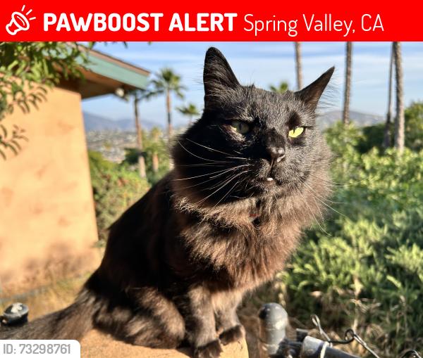 Lost Male Cat last seen N Rogers Rd. and Orchard Dr., Spring Valley, CA 91977