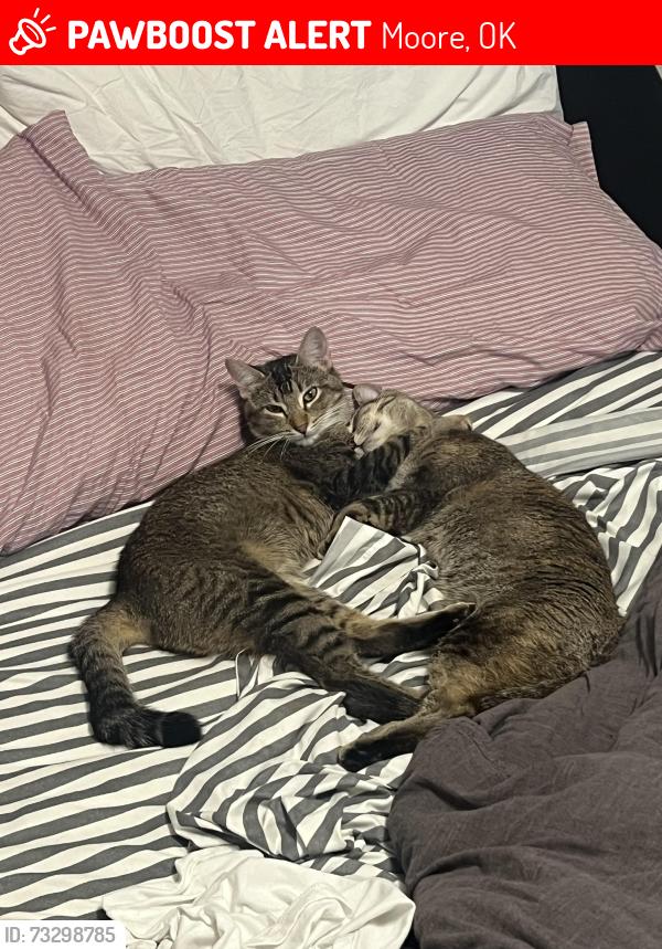 Lost Female Cat last seen 12th and eastern, Moore, OK 73160