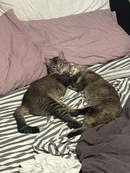Lost Female Cat last seen 12th and eastern, Moore, OK 73160