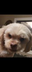 Reunited Male Dog last seen Holmgreen and WW White, San Antonio, TX 78220