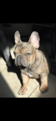 Lost Male Dog last seen shaw and polk ., Fresno, CA 93722