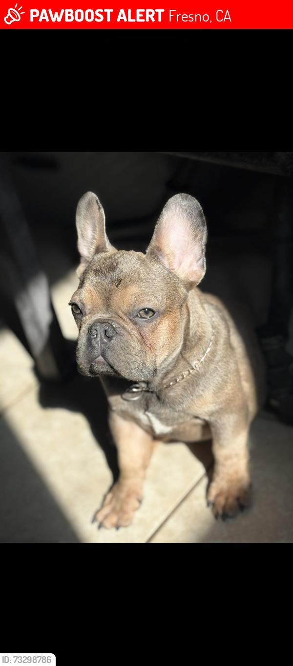 Lost Male Dog last seen shaw and polk ., Fresno, CA 93722