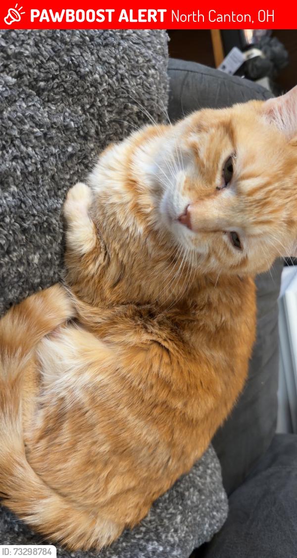 Lost Male Cat last seen Maple st, North Canton, OH 44720
