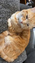 Lost Male Cat last seen Maple st, North Canton, OH 44720