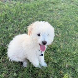 Reunited Male Dog last seen Hayfield ct, Fort Worth, TX 76137