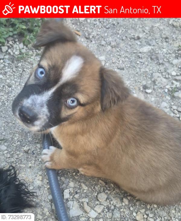 Lost Male Dog last seen Freds fish fry & Yarzil Mexican restaurant, San Antonio, TX 78207