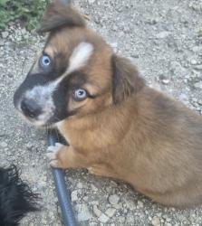 Lost Male Dog last seen Freds fish fry & Yarzil Mexican restaurant, San Antonio, TX 78207