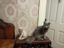 Lost Male Cat last seen Near Ace Hardware, Crawford, GA 30630