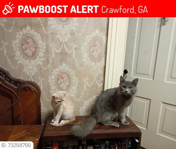 Lost Male Cat last seen Near Ace Hardware, Crawford, GA 30630