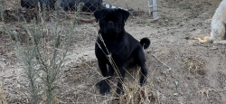 Lost Male Dog last seen Monte de Oro, Temecula, CA 92592