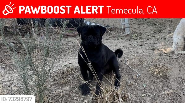 Lost Male Dog last seen Monte de Oro, Temecula, CA 92592