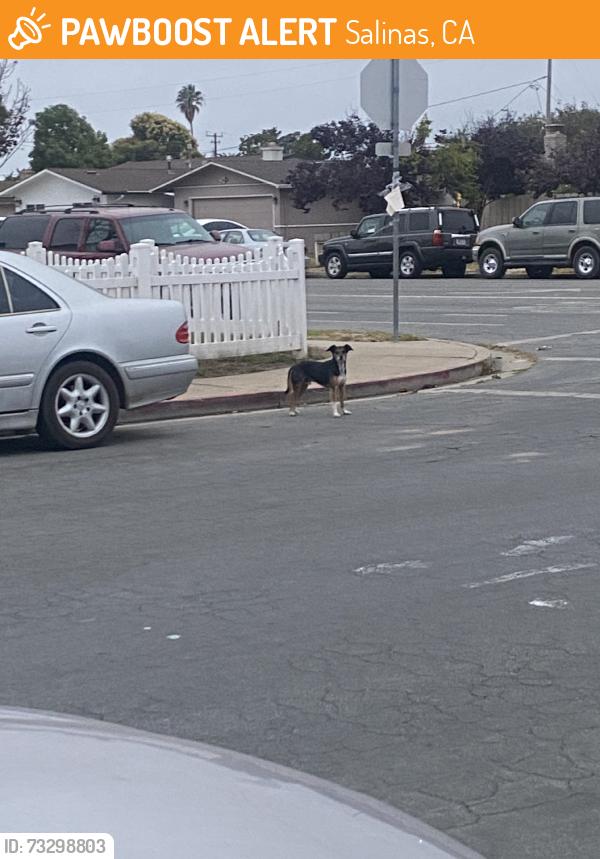 Found/Stray Male Dog last seen Running up and down el dorado street and down calaveras, Salinas, CA 93906