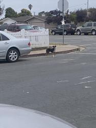 Found/Stray Male Dog last seen Running up and down el dorado street and down calaveras, Salinas, CA 93906