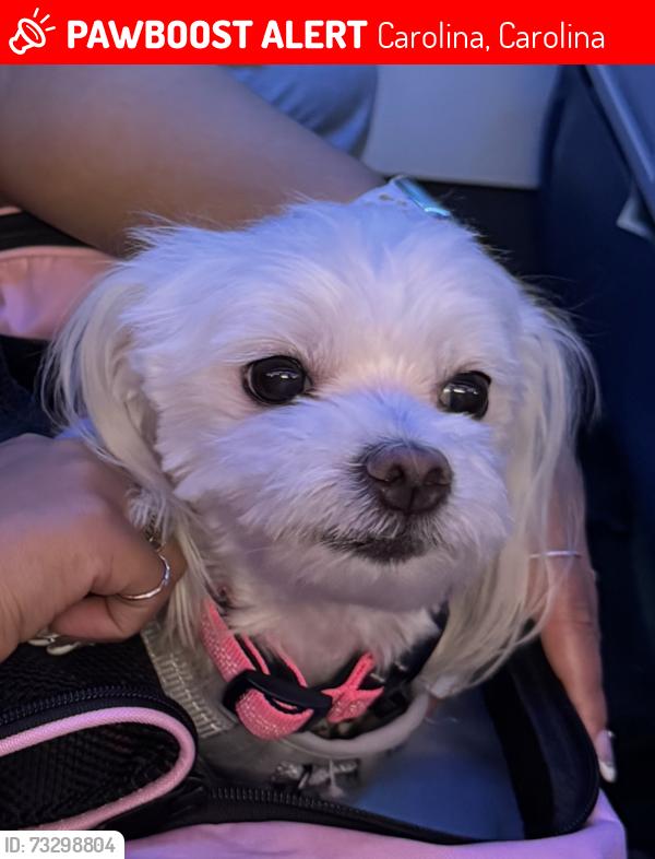 Lost Female Dog last seen PR-190 Barrio Sabanabajo, Carolina, Carolina 00983