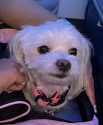 Lost Female Dog last seen PR-190 Barrio Sabanabajo, Carolina, Carolina 00983