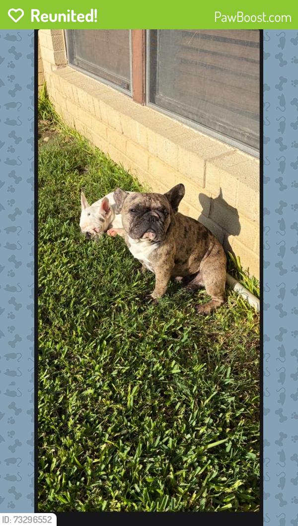 Reunited Female Dog last seen Grants parkway, Arlington, TX 76006