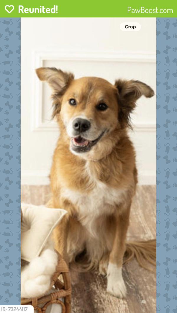 Reunited Female Dog last seen Sunset ave and Washington street, Porter, IN 46304