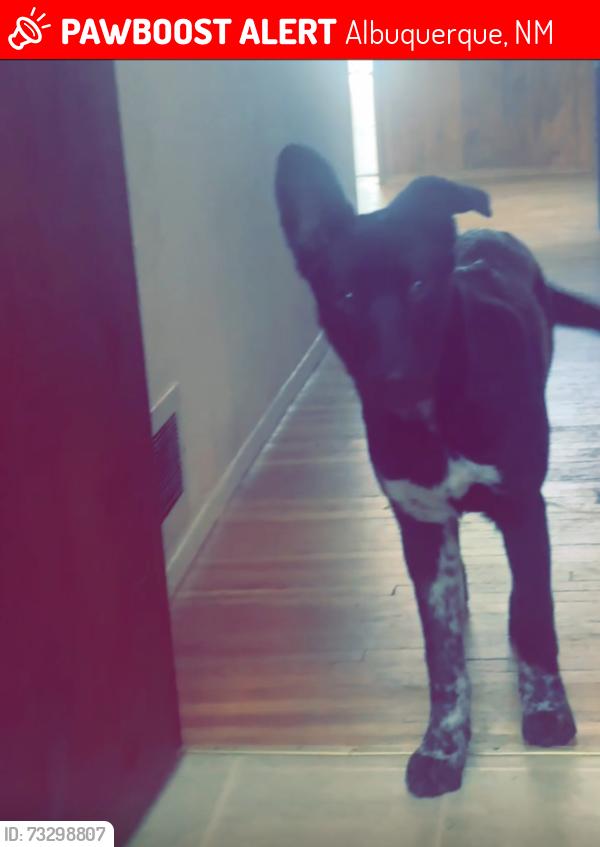 Lost Female Dog last seen She was last seen at the Baptist Church on Eubank and Comanche, Albuquerque, NM 87111