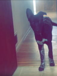 Lost Female Dog last seen She was last seen at the Baptist Church on Eubank and Comanche, Albuquerque, NM 87111