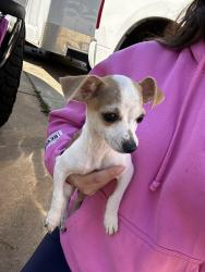 Lost Male Dog last seen Orchard park near west street, Wichita, KS 67212