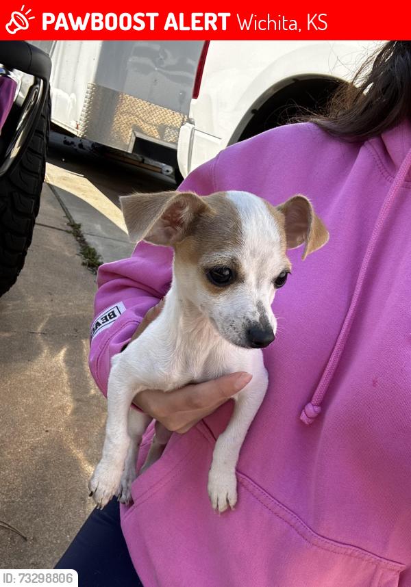 Lost Male Dog last seen Orchard park near west street, Wichita, KS 67212