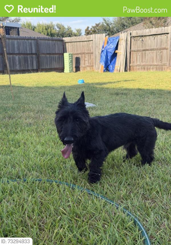 Reunited Male Dog last seen Corinthian place, Houston, TX 77085