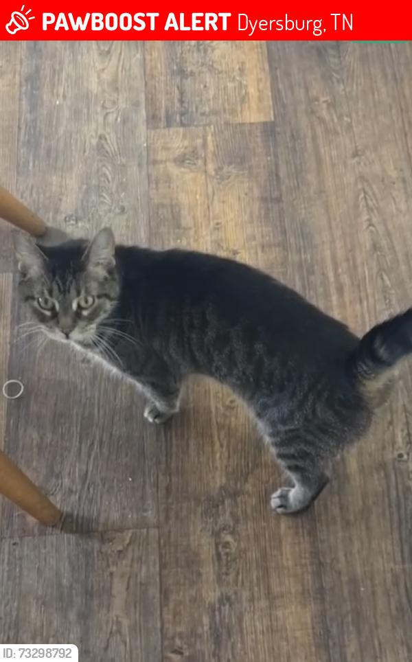 Lost Female Cat last seen Right across the street from the activity center, Dyersburg, TN 38024
