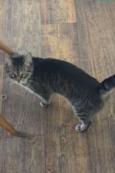 Lost Female Cat last seen Right across the street from the activity center, Dyersburg, TN 38024