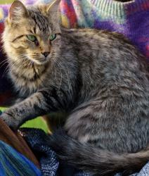 Lost Female Cat last seen Nigh Rd and Point Abino, possibly the Friendship Trail, Fort Erie, ON L0S 1N0