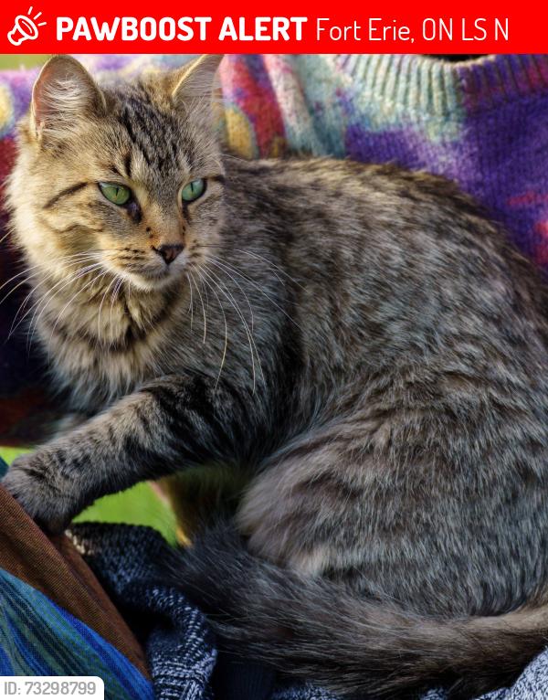 Lost Female Cat last seen Nigh Rd and Point Abino, possibly the Friendship Trail, Fort Erie, ON L0S 1N0