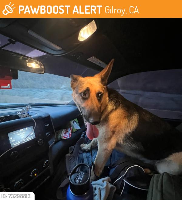 Found/Stray Female Dog last seen Unsure, Gilroy, CA 95020