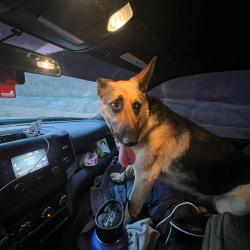 Found/Stray Female Dog last seen Unsure, Gilroy, CA 95020