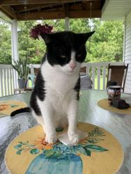 Lost Male Cat last seen St. Francis Ave, Mineral, VA 23117