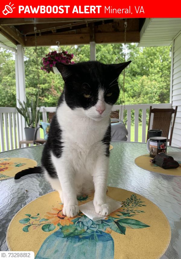 Lost Male Cat last seen St. Francis Ave, Mineral, VA 23117