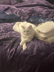 Reunited Male Cat last seen Near Kingville drive, Charlotte, NC 28213