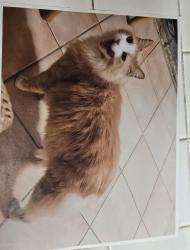 Lost Male Cat last seen Near s Briar ave, Ontario, CA 91762