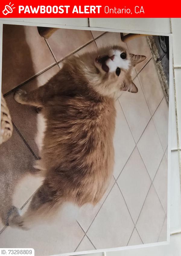 Lost Male Cat last seen Near s Briar ave, Ontario, CA 91762