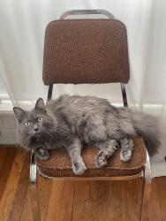Reunited Male Cat last seen Near Banks St, Houston, TX 77098, USA, Houston, TX 77098