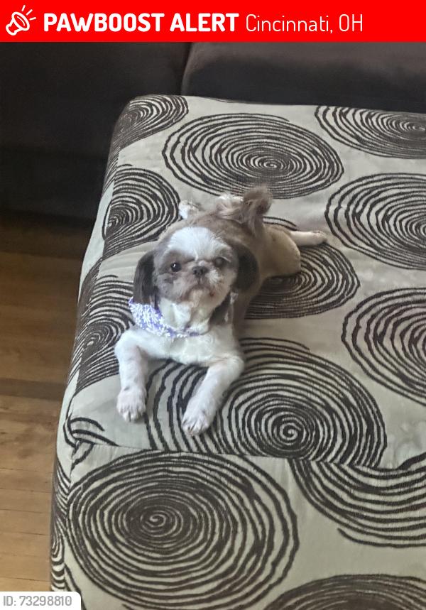 Lost Female Dog last seen Hempstead & Mockingbird ln, Cincinnati, OH 45231