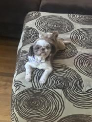 Lost Female Dog last seen Hempstead & Mockingbird ln, Cincinnati, OH 45231