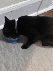 Found/Stray Unknown Cat last seen Union park, Des Moines, IA 50313