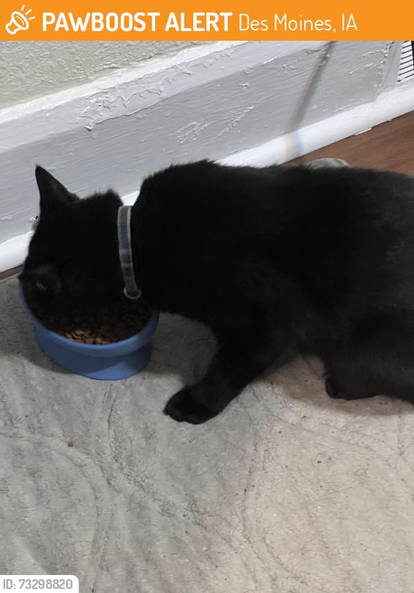 Found/Stray Unknown Cat last seen Union park, Des Moines, IA 50313