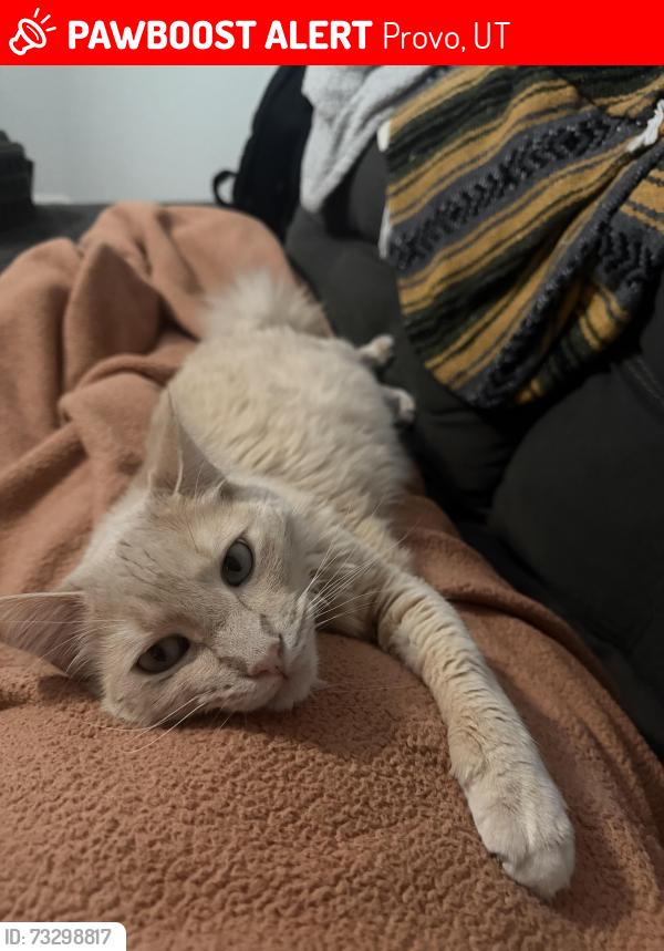 Lost Male Cat last seen Near W 1190 N Provo, Ut 84601, Provo, UT 84601