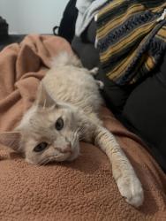 Lost Male Cat last seen Near W 1190 N Provo, Ut 84601, Provo, UT 84601
