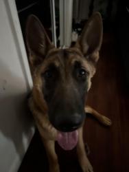 Reunited Male Dog last seen Near Rodeo Dr Victorville, CA 92395 United States, Victorville, CA 92395