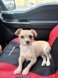 Reunited Female Dog last seen Frances st, Santa Teresa, NM 88008