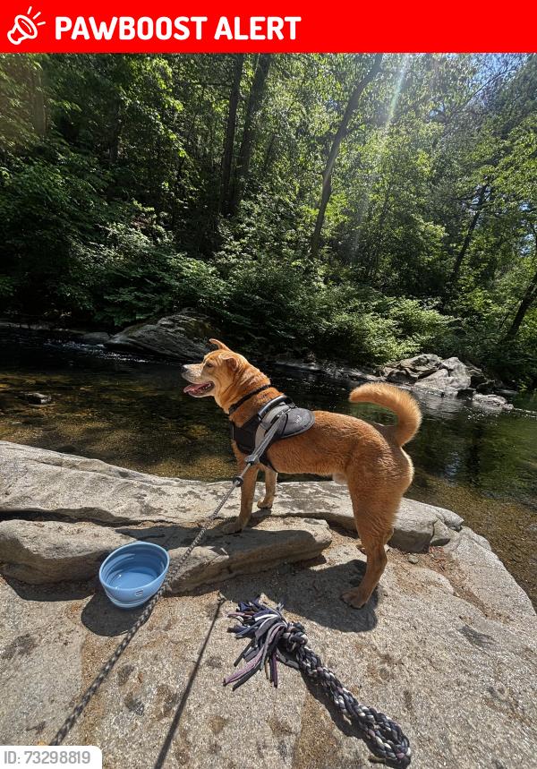 Lost Male Dog last seen Church road and Fairhill School road, Hilltown Township, PA 19440