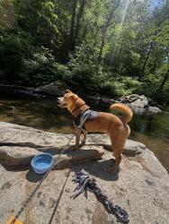 Lost Male Dog last seen Church road and Fairhill School road, Hilltown Township, PA 19440