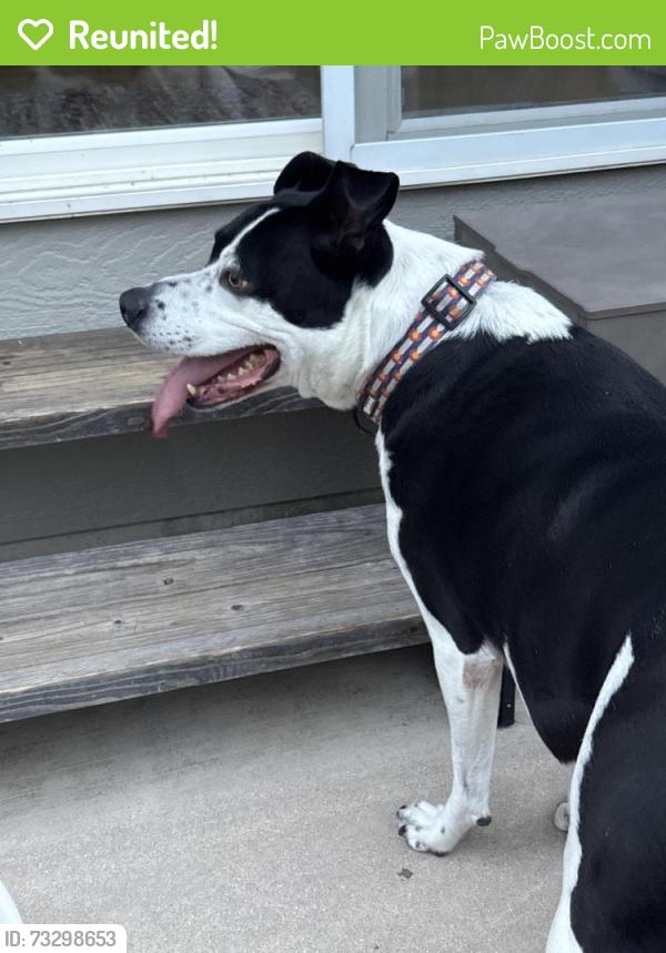 Reunited Male Dog last seen Fairfax Neighborhood, Colorado Springs, CO 80920
