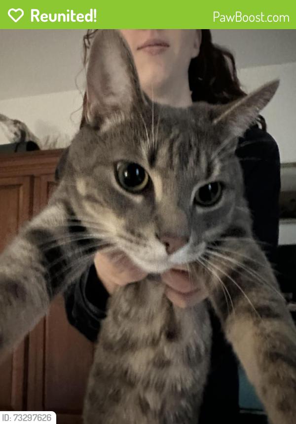 Reunited Female Cat last seen Hampton and Somerled, Montréal, QC H3X 3P8